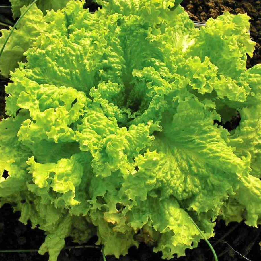 Leafy Lettuce 1gm Seeds (0143)