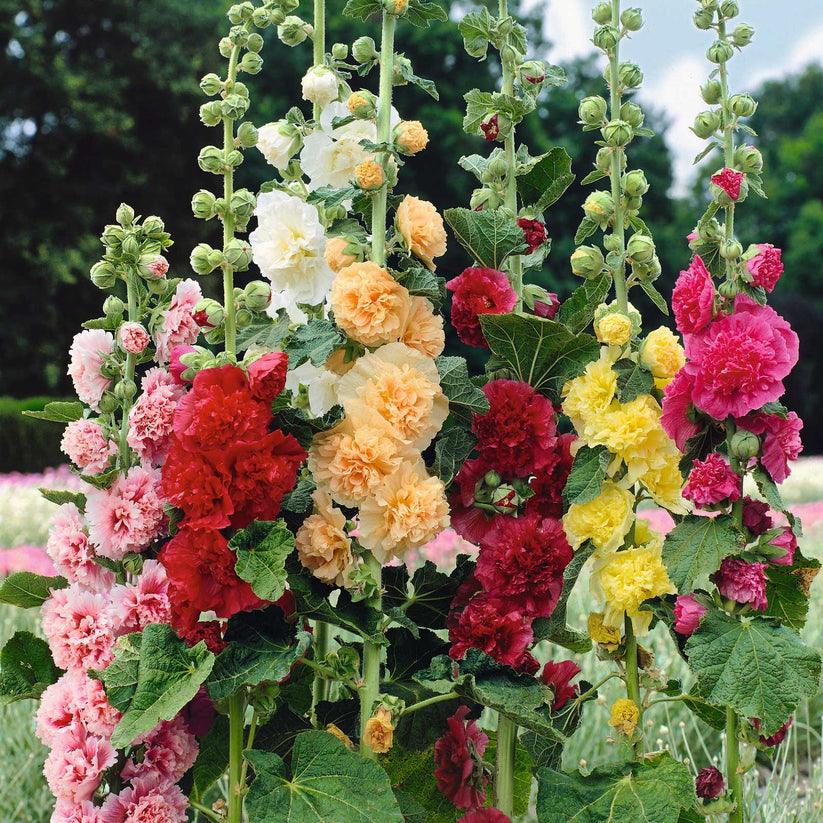 Hollyhock Charter’s Double 30 Seeds