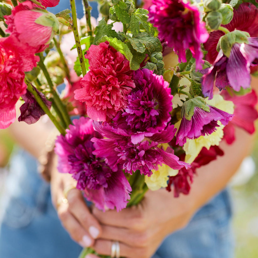 Hollyhock Queeny 60+ Seeds (0.5gm)