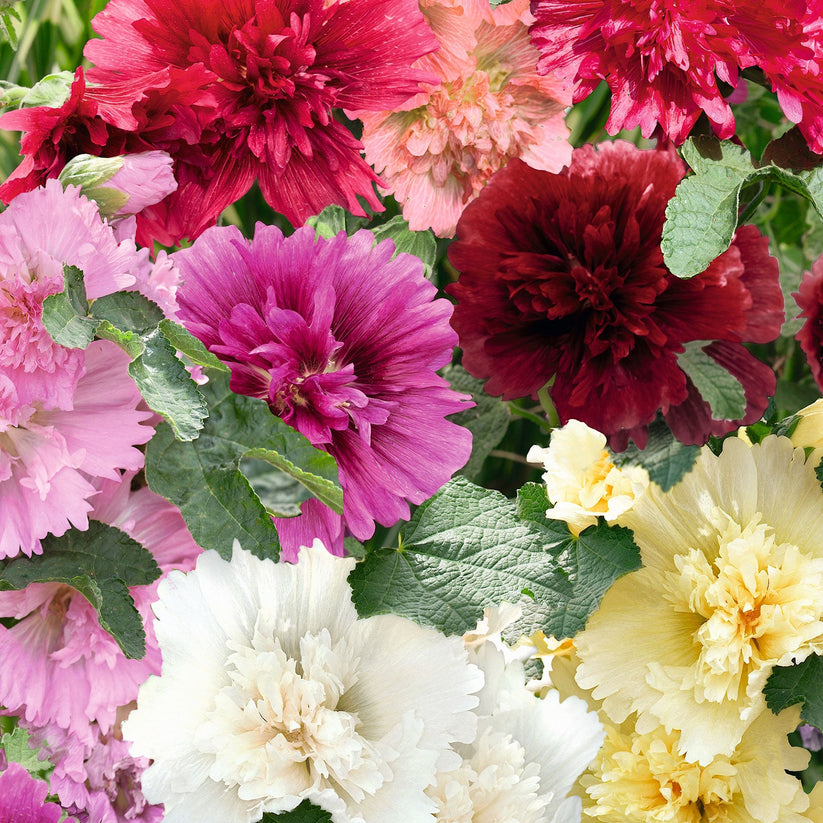 Hollyhock Queeny 60+ Seeds (0.5gm)