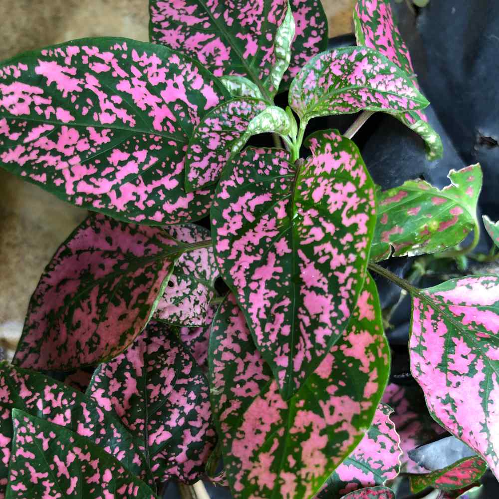 Hypoestes Pink Polka Dwarf 1gm (750 Seeds)