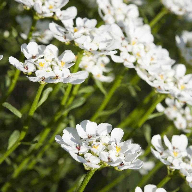 Candytuft White Dwarf 200+ Seeds (0.5gm)