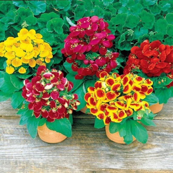 Slipper Flower Mix 1gm (40,000 Seeds)