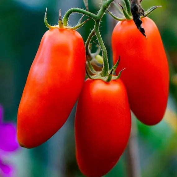 Hortus Pomodoro S.Marzano 3 Tomatoes