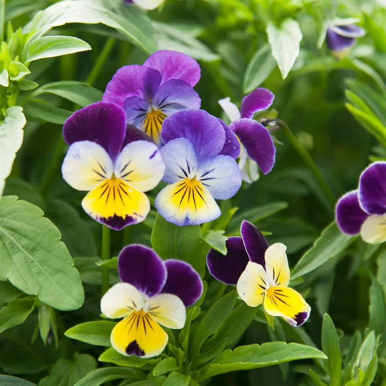 Pensy Viola Johny jump up 0.5gm (500+ Seeds)