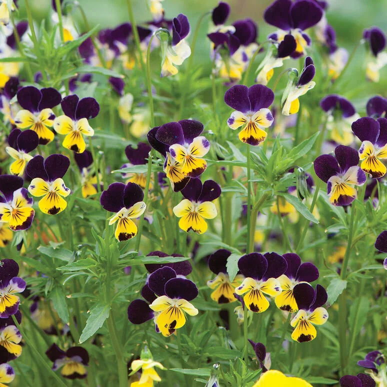 Pensy Viola Johny jump up 0.5gm (500+ Seeds)