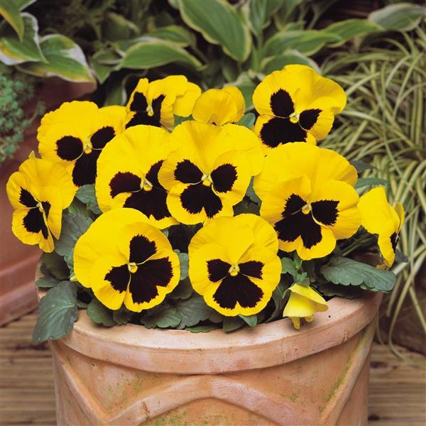 Pensy F1 Yellow Blotch (500+ Seeds)