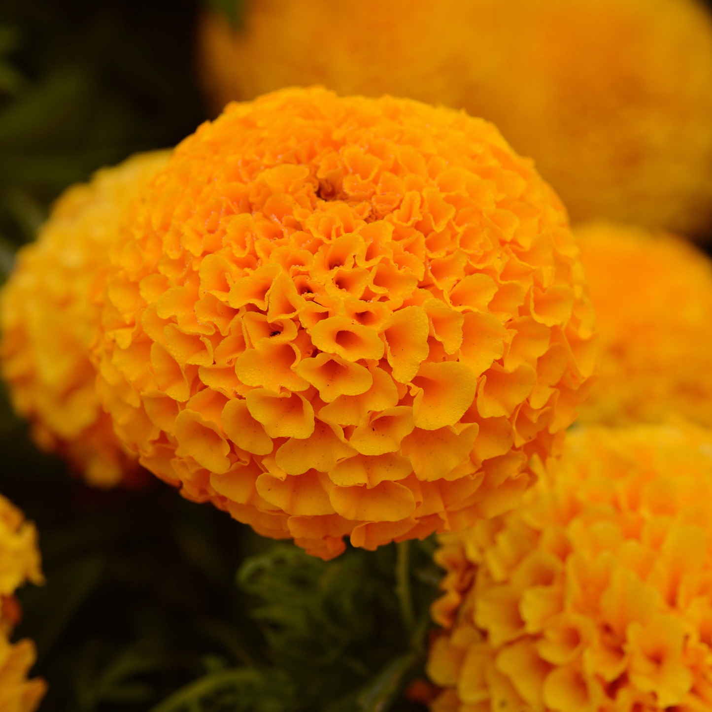 F1 African Marigold Orange 170+ Seeds