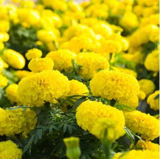 F2 African Marigold Lemon Yellow Dwarf (170+ Seeds)