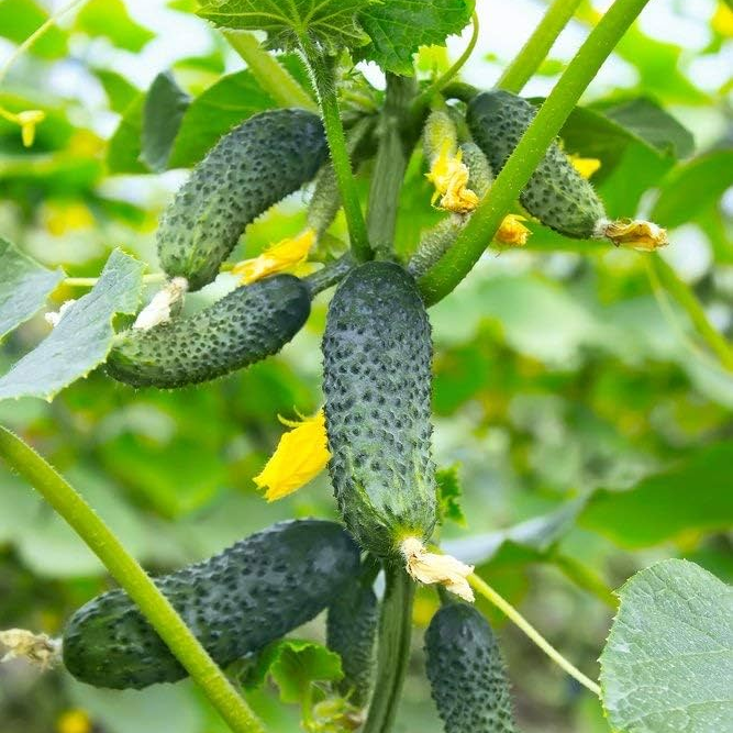 Pickle Cucumber 1gm Seeds (0126)