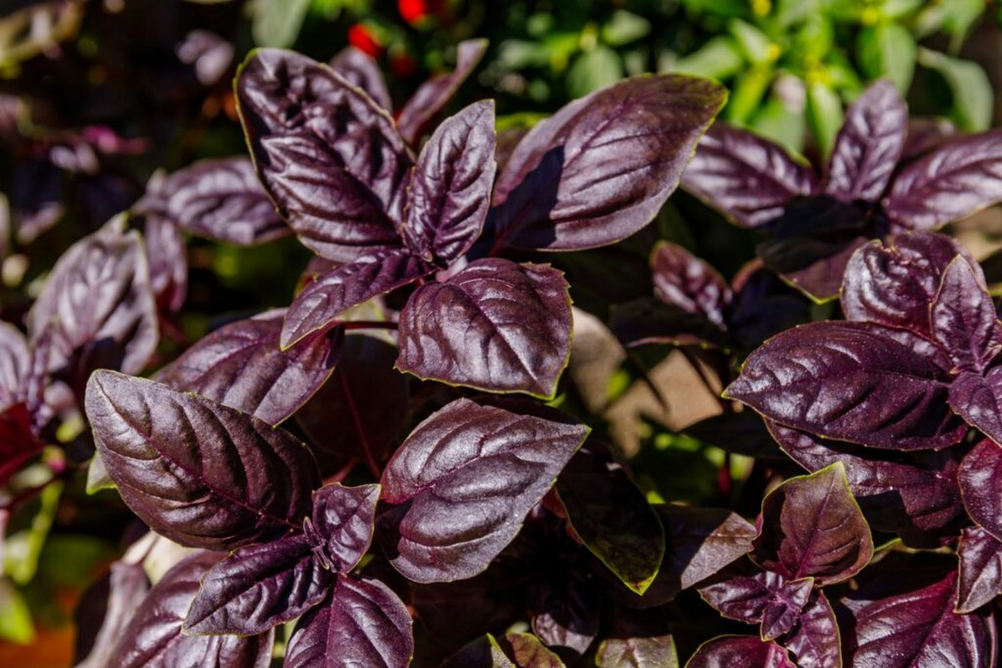 Purple Basil 0.5gm (0164)