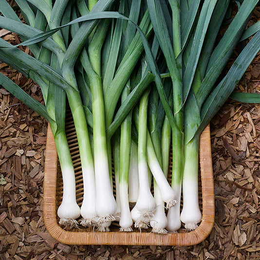 Leek 200+ Seeds (0.5gm)