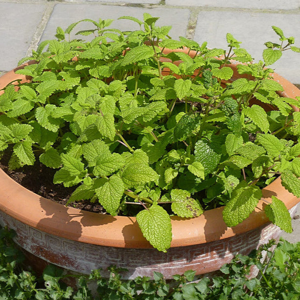 Lemon Balm 1000+ Seeds (0.5gm)