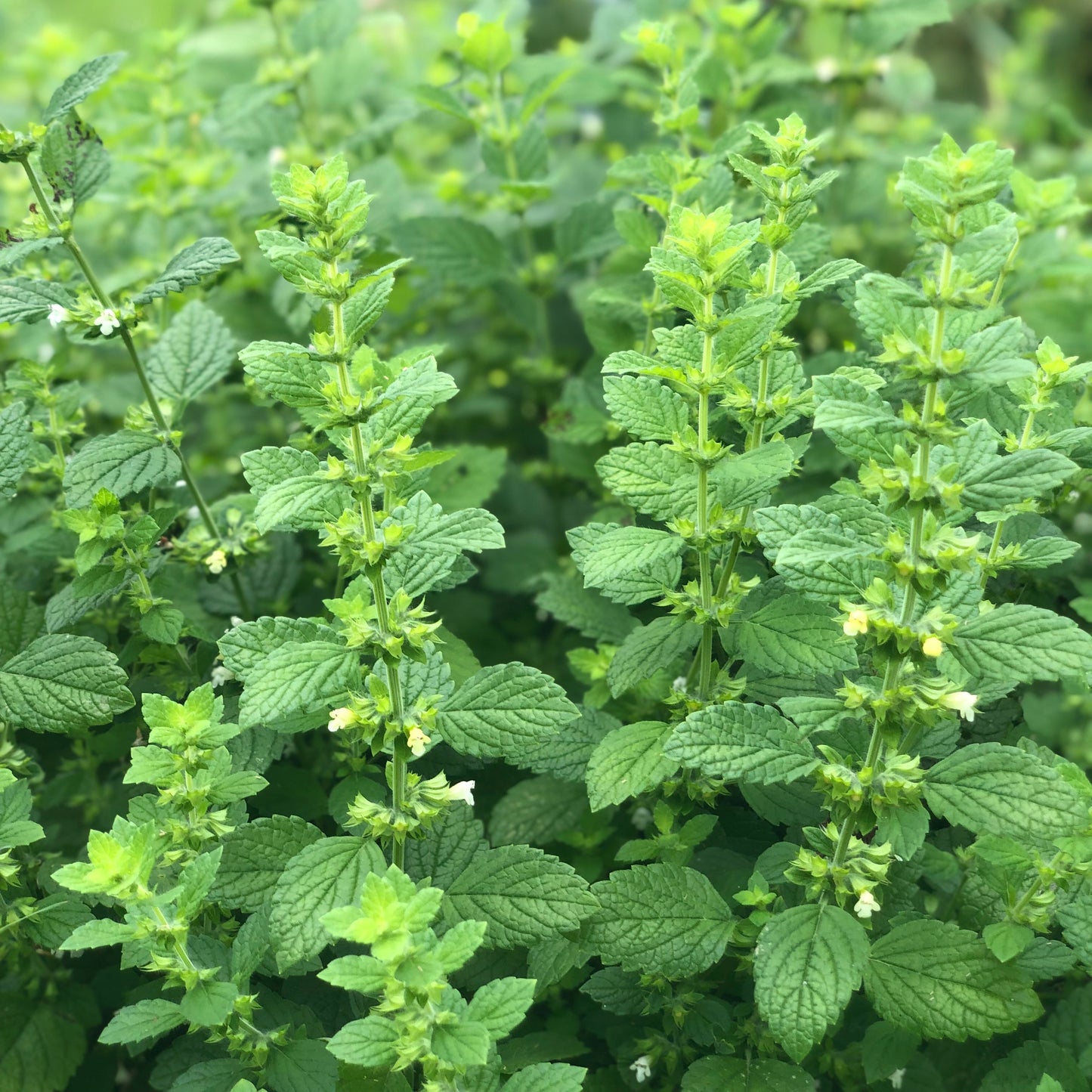 Lemon Balm 1000+ Seeds (0.5gm)