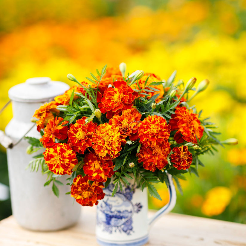 French Marigold Double Shade Dwarf 170+ Seeds (0.5 gm)