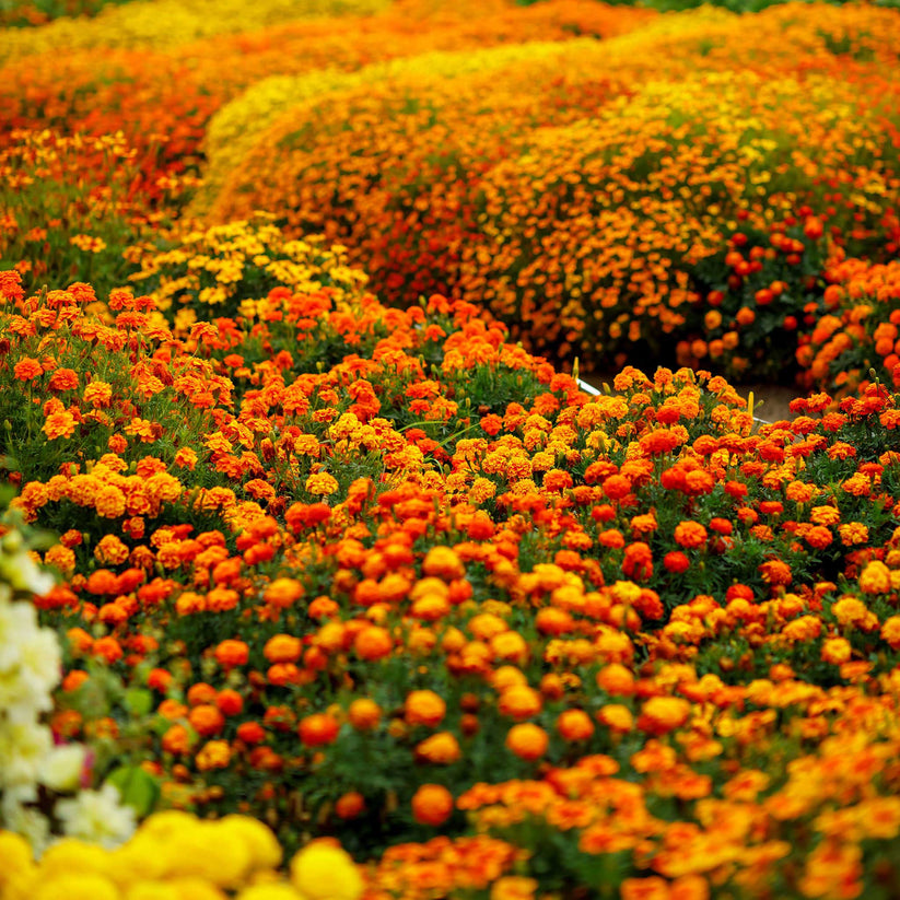 French Marigold Double Shade Dwarf 170+ Seeds (0.5 gm)