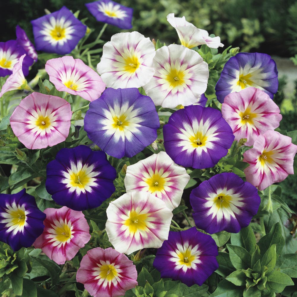Convolvulus tricolor Mix 2gm (0167)