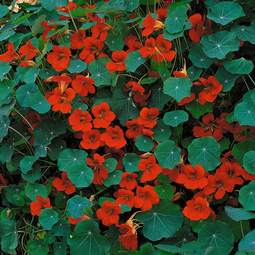 Nasturtium Empress of India (4gm Seeds)