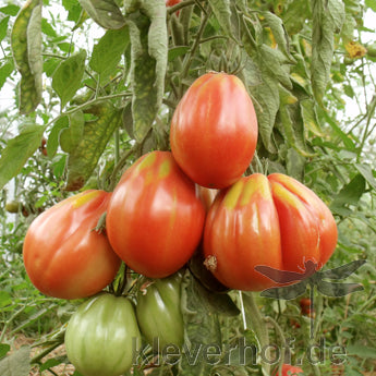 Hortus Cuor Di Bue Tomatoes 2gm