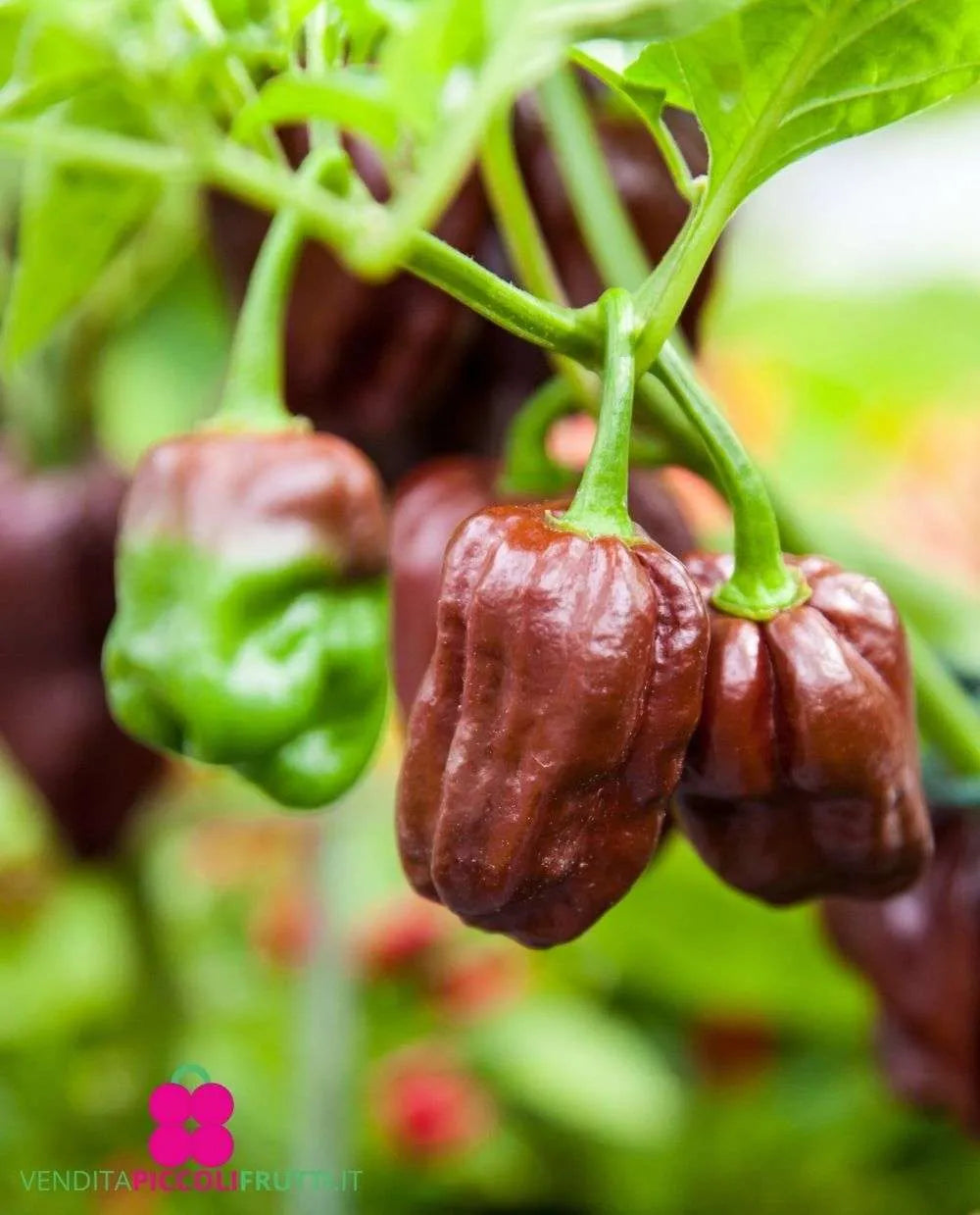 Hortus Habanero Chocolate Organic