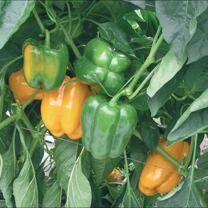 Hortus Peperone Yellow Capsicum 2.5GM