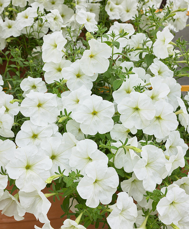 F1 Petunia grandiflora white 1000+ Seeds