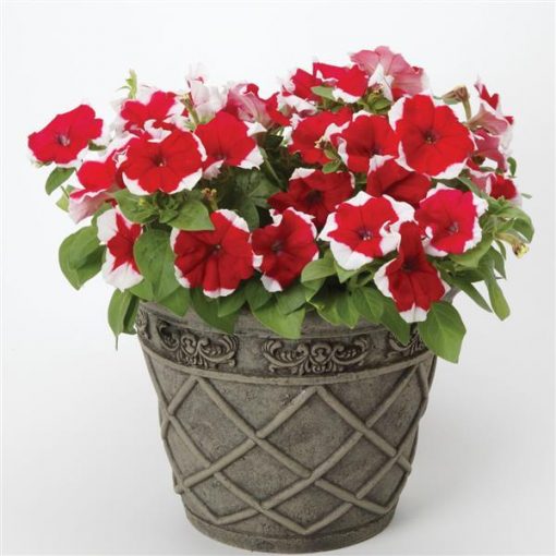F1 Petunia Red Picotee 1000+ Seeds