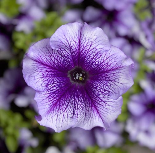 F1 Petunia Blue Veined 1000+ Seeds