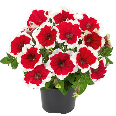 F1 Petunia Red Picotee 1000+ Seeds