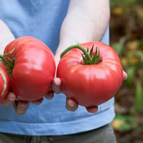 Brandywine Pink Tomato 1gm (0123)