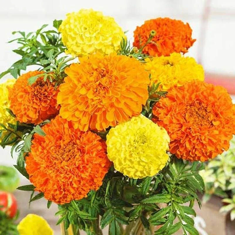 F2 African Marigold Maximix Dwarf (170+ Seeds 0.5gm)