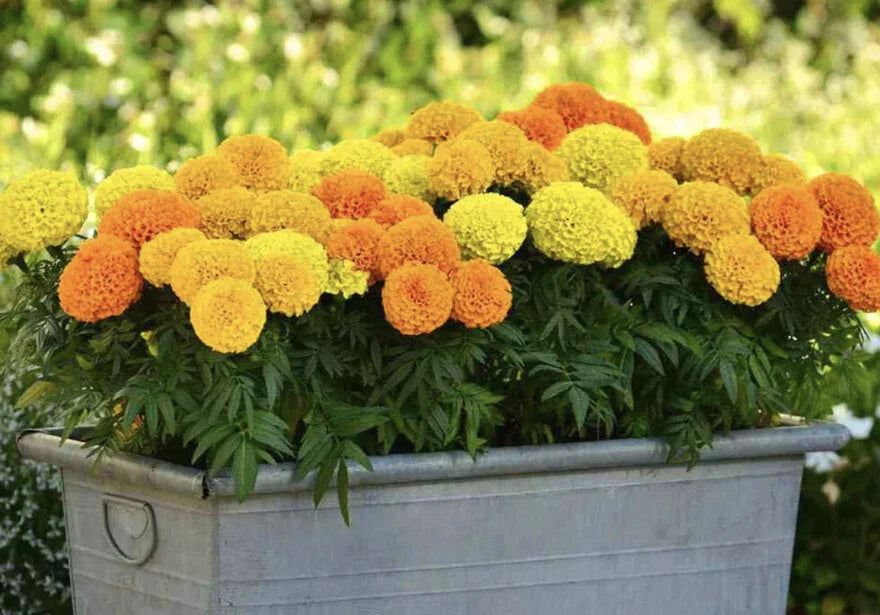 F2 African Marigold Maximix Dwarf (170+ Seeds 0.5gm)