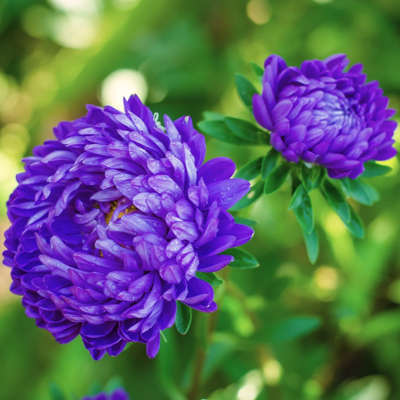 Aster Paeony Dark Blue 220+ Seeds (0.5gm)