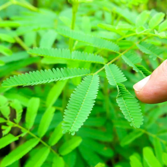 Touch Me Not 0.5gm Seeds (0113)