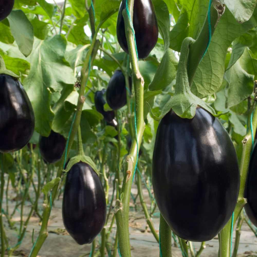 Hortus Brinjal Black Beauty (7 gram)