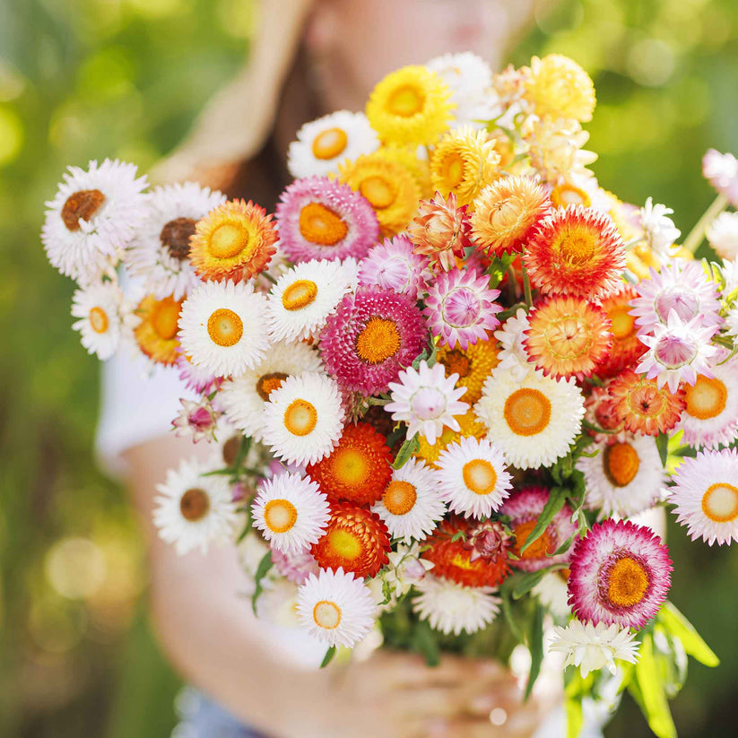 Strawflower Mix 700+ Seeds (0.5gm)