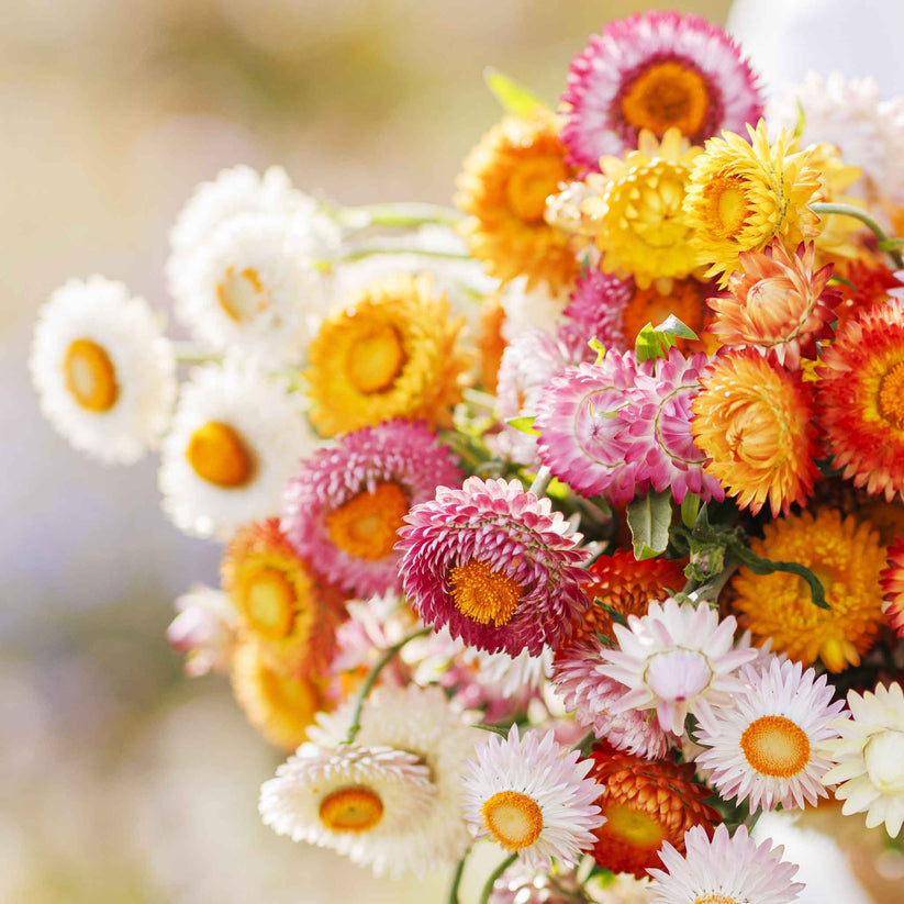 Strawflower Mix 700+ Seeds (0.5gm)