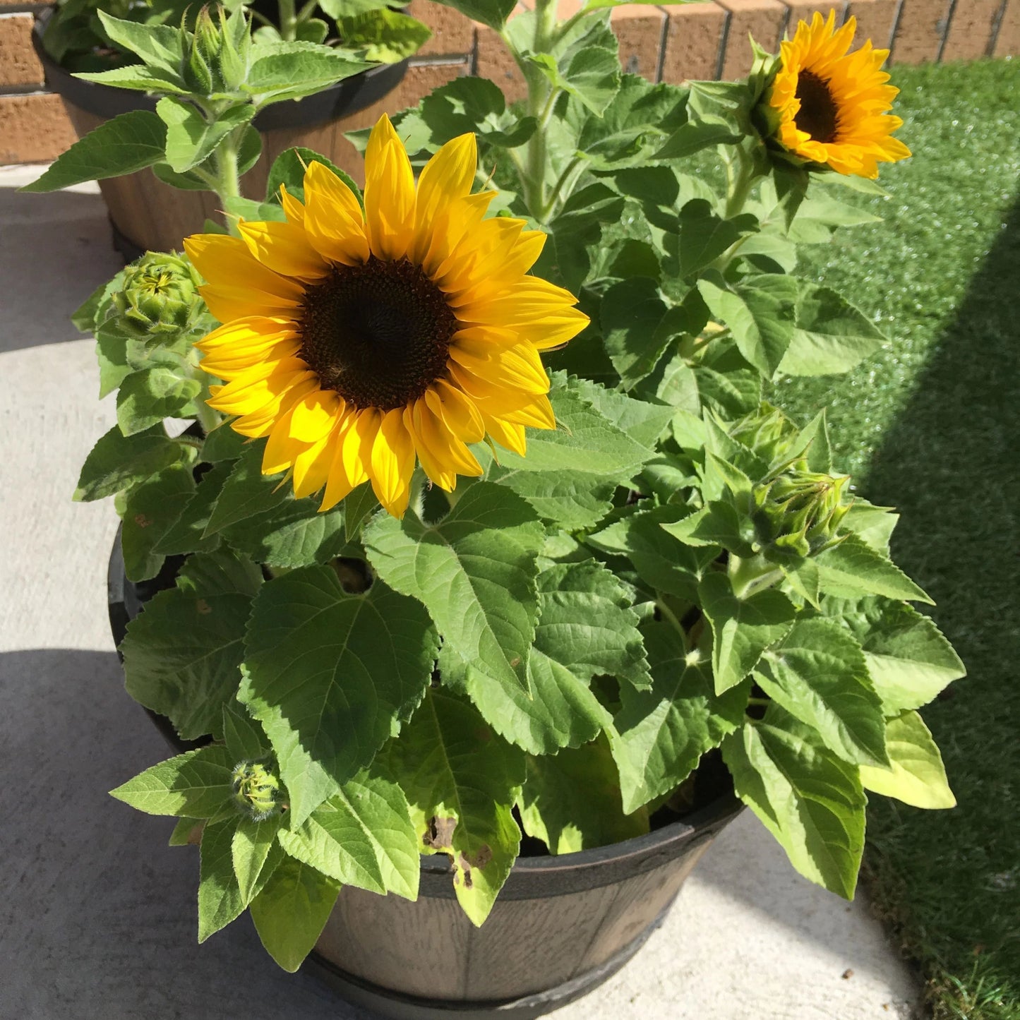 Sunflower Yellow Pygmy Dwarf 1gm (20 Seeds)