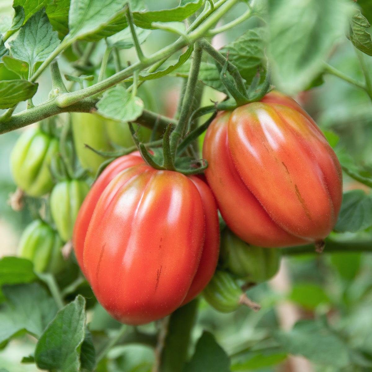 Hortus Cuor Di Bue Albenga Tomatoes 2gm