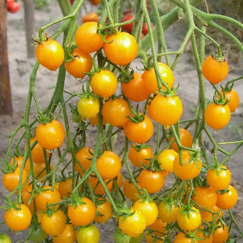 Hortus Golden Cherry Tomato Organic