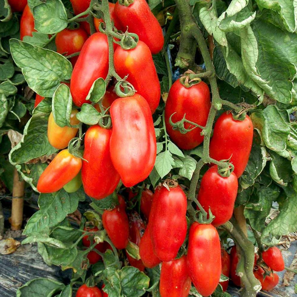 Hortus S. Marzano 3 Tomatoes 1gm