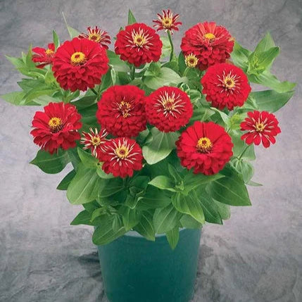 F1 Zinnia Red Dwarf 0.5gm Seeds (0104)