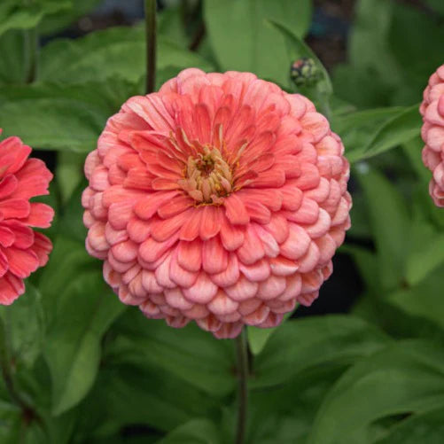 F1 Zinnia Bronze Dwarf 0.5gm (0103)