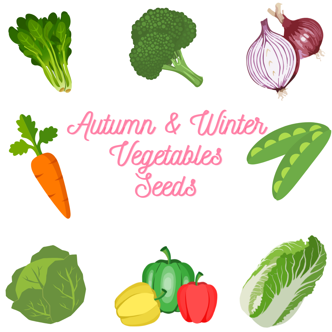 Autumn & Winter Vegetable Seeds – Vitaro Genetics