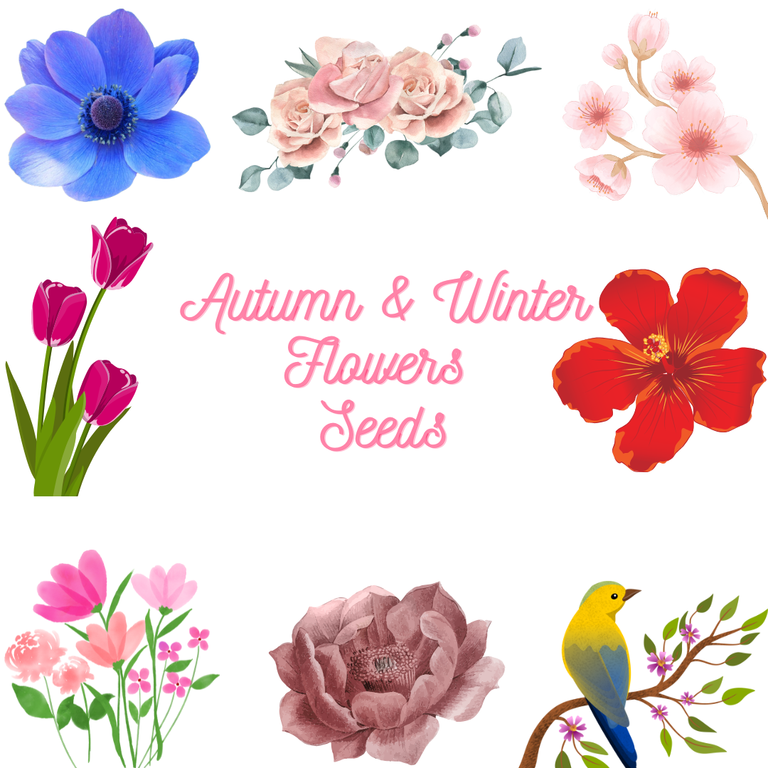 Autumn & Winter Flower Seeds – Vitaro Genetics