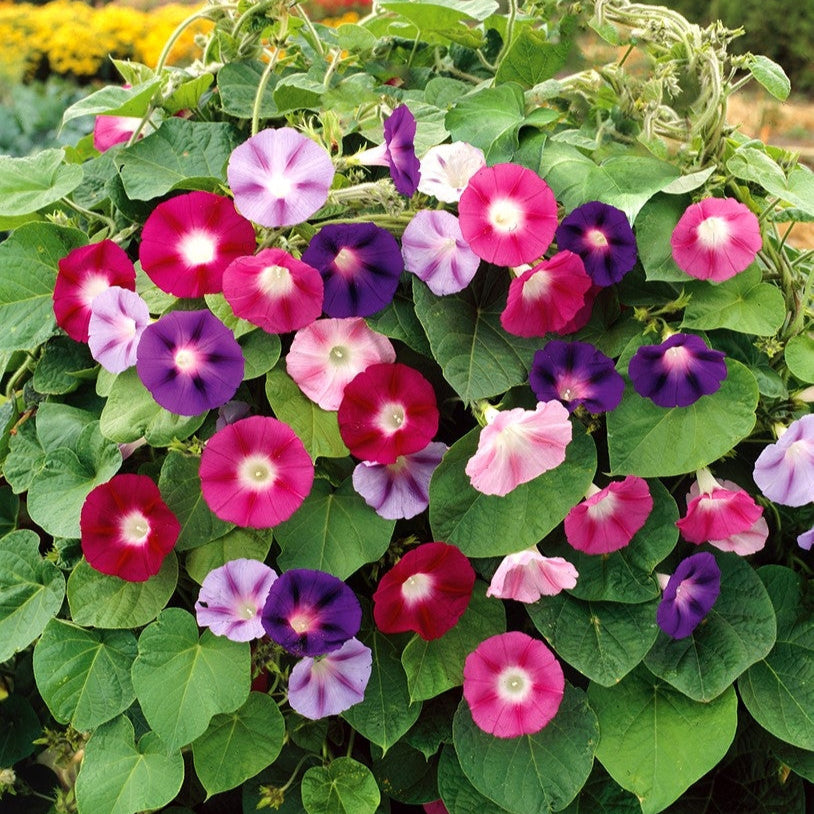 Morning Glory Tricolor Mix 2gm (0166)