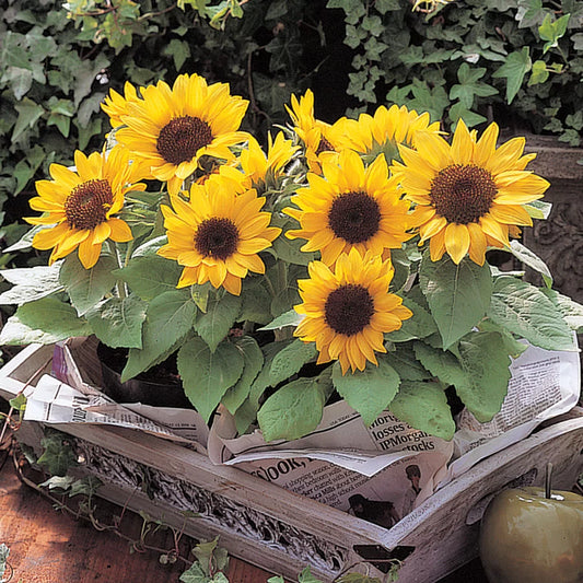 Sunflower Yellow Pygmy Dwarf 1gm (20 Seeds)