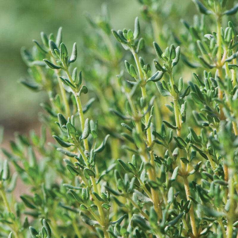 Winter Thyme 2500+ Seeds (0.5gm)