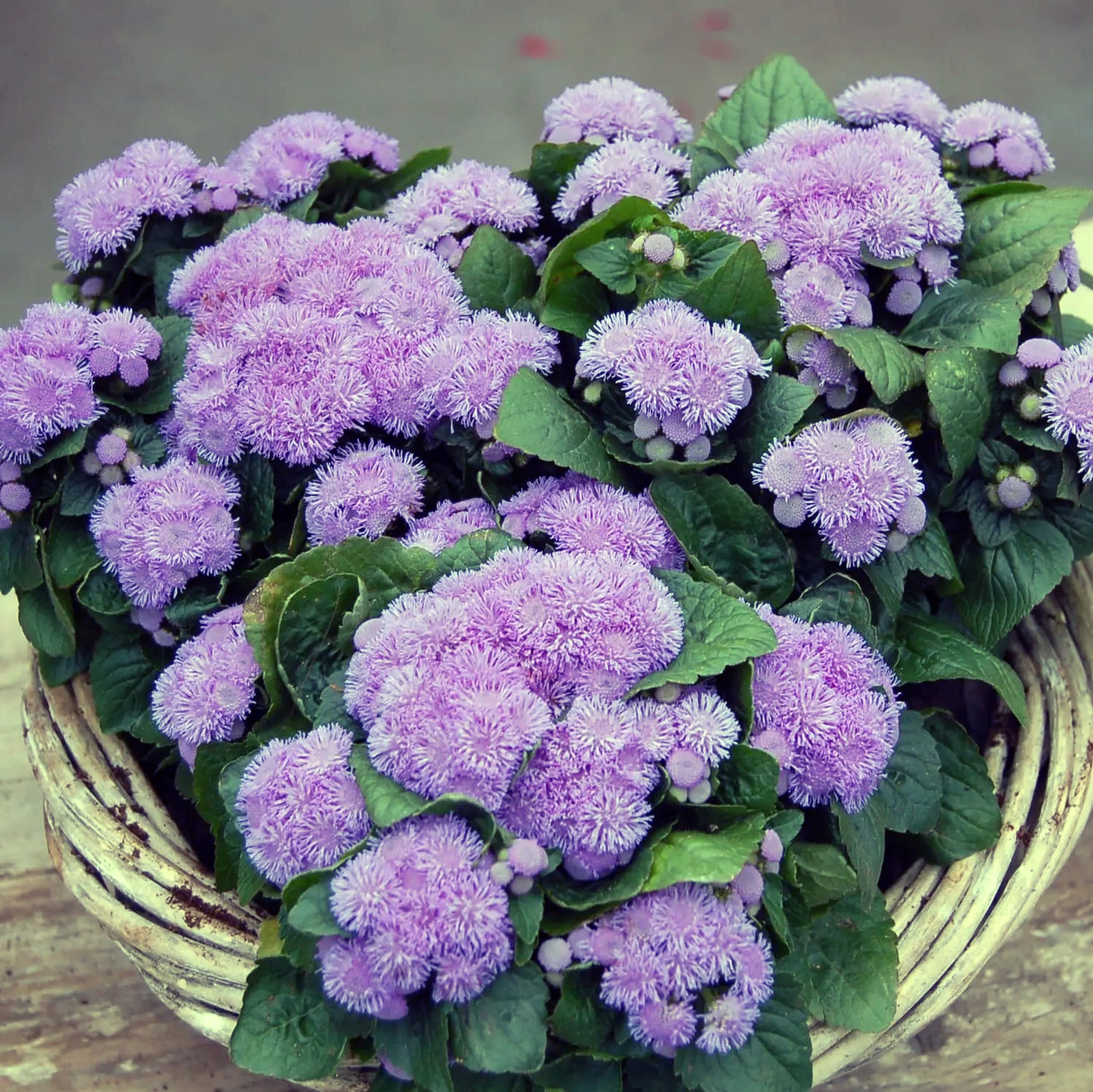 Ageratum Dwarf Ball Mix 3500+ Seeds (0.5gm)
