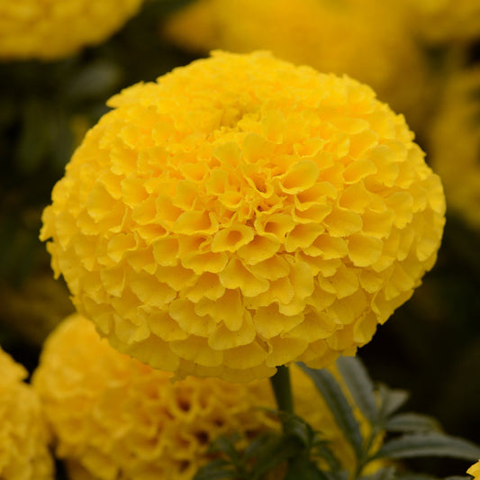 F2 African Marigold Spun Yellow Dwarf 170+ Seeds (0.5gm)
